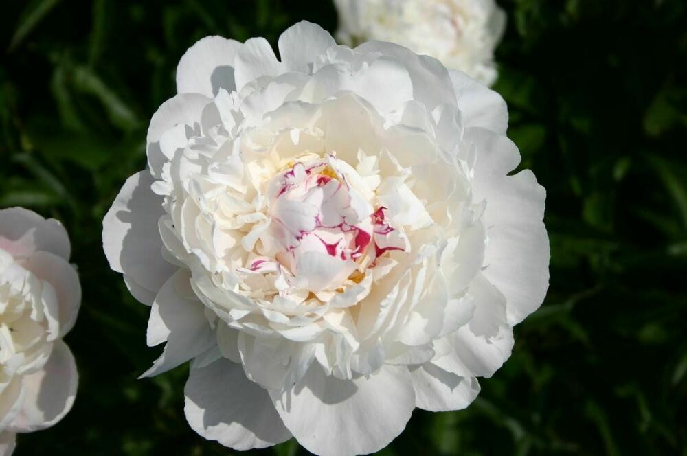 Пион молочноцветковый Фестива Максима (Paeonia lactiflora 'Festiva Maxima')