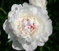 Пион молочноцветковый Фестива Максима (Paeonia lactiflora 'Festiva Maxima')