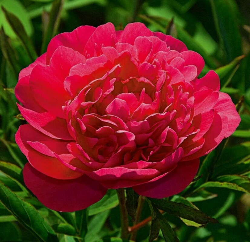 Пион молочноцветковый Канзас (Paeonia lactiflora 'Kansas')