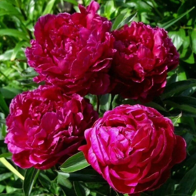 Пион молочноцветковый Канзас (Paeonia lactiflora 'Kansas')