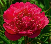 Пион молочноцветковый Канзас (Paeonia lactiflora 'Kansas')