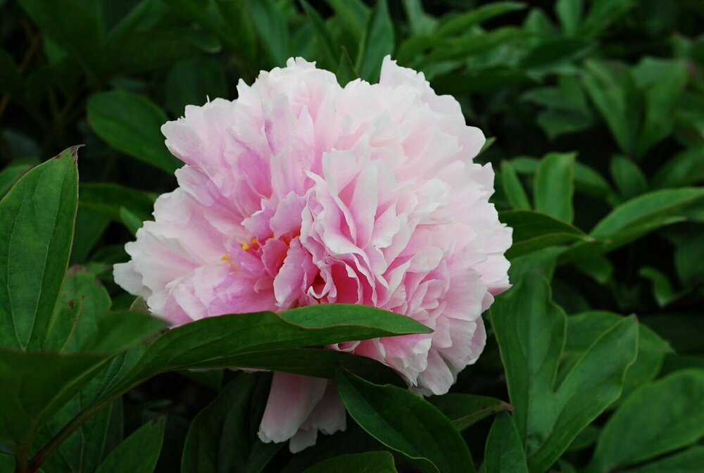 Пион молочноцветковый Кёнигин Вильгельмина (Paeonia lactiflora 'Koningin Wilhelmina')