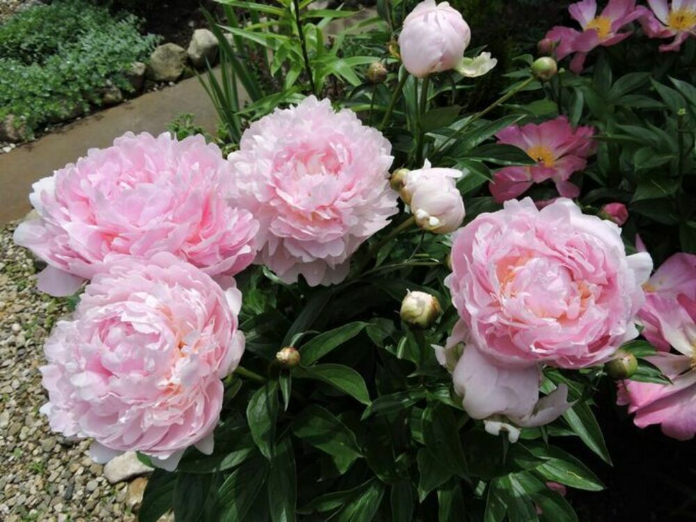 Пион молочноцветковый Кёнигин Вильгельмина (Paeonia lactiflora 'Koningin Wilhelmina')