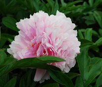 Пион молочноцветковый Кёнигин Вильгельмина (Paeonia lactiflora 'Koningin Wilhelmina')