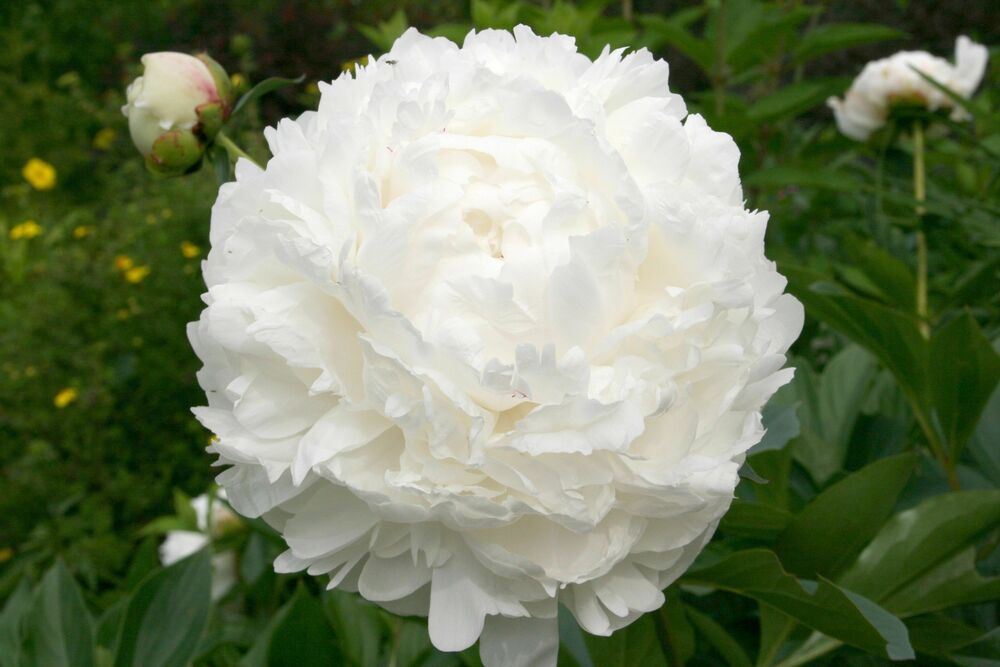 Пион молочноцветковый Мари Лемуан (Paeonia lactiflora 'Marie Lemoine')