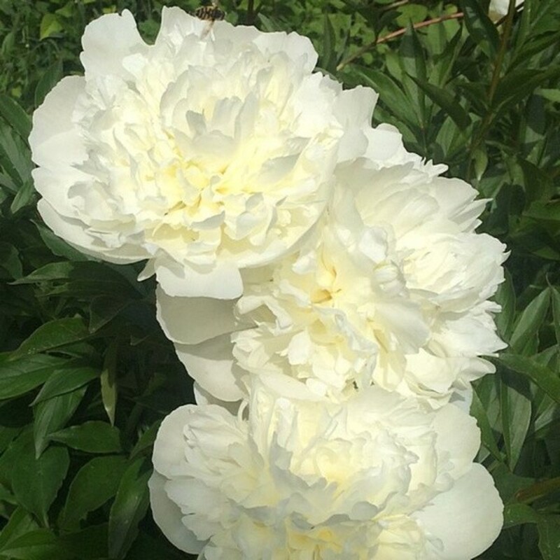 Пион молочноцветковый Мари Лемуан (Paeonia lactiflora 'Marie Lemoine')