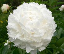 Пион молочноцветковый Мари Лемуан (Paeonia lactiflora 'Marie Lemoine')