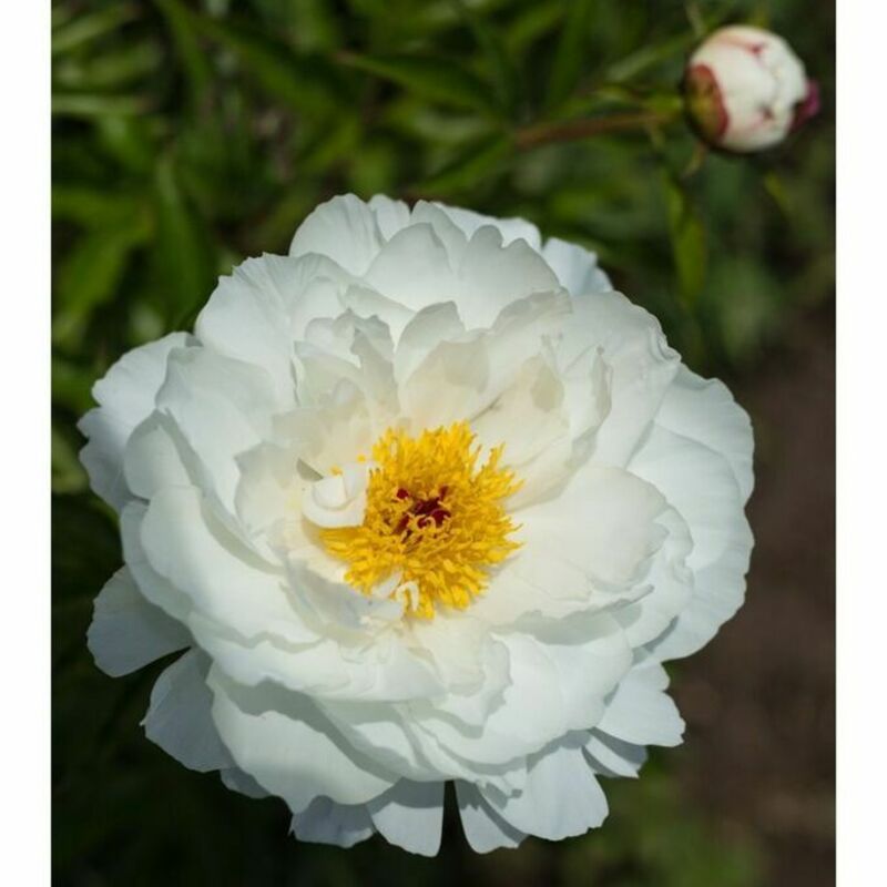 Пион молочноцветковый Мисс Америка (Paeonia lactiflora 'Miss America')