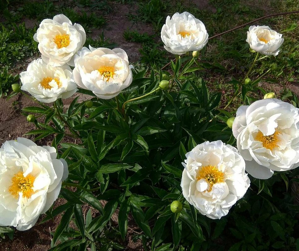 Пион молочноцветковый Мисс Америка (Paeonia lactiflora 'Miss America')