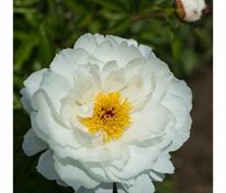 Пион молочноцветковый Мисс Америка (Paeonia lactiflora 'Miss America')