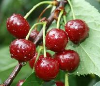 Вишня Владимирская (Prunus cerasus 'Vladimirskaya')