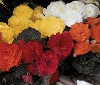 Бегония Мокка Микс (Begonia 'Mocca Mix')