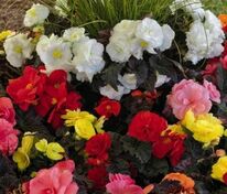 Бегония Нонстоп Микс (Begonia 'Nonstop Mix')