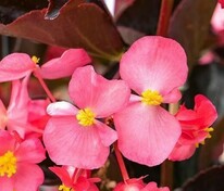 Бегония гибридная Викинг Пинк он Грин (Begonia x hybrida 'Viking Pink on Green')