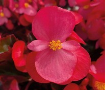 Бегония гибридная Викинг Пинк он Шоколат (Begonia x hybrida 'Viking Pink on Chocolate')