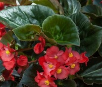 Бегония гибридная Викинг Ред он Грин (Begonia x hybrida 'Viking Red on Green')