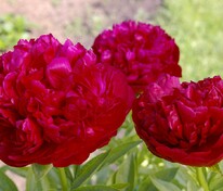 Пион молочноцветковый "Red Sarah Bernhardt" (Ред Сара Бернар)