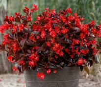 Бегония гибридная Викинг Ред он Шоколат (Begonia x hybrida 'Viking Red on Chocolate')