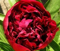 Пион молочноцветковый Рубра Плена (Paeonia lactiflora 'Rubra Plena')