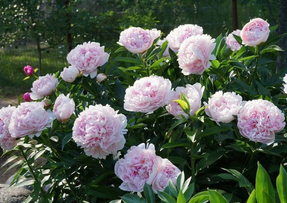 Пион молочноцветковый Сара Бернар (Paeonia lactiflora 'Sarah Bernhardt')