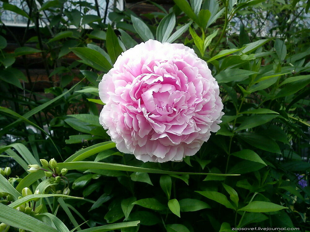 Пион молочноцветковый Сара Бернар (Paeonia lactiflora 'Sarah Bernhardt')