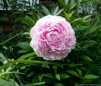 Пион молочноцветковый Сара Бернар (Paeonia lactiflora 'Sarah Bernhardt')