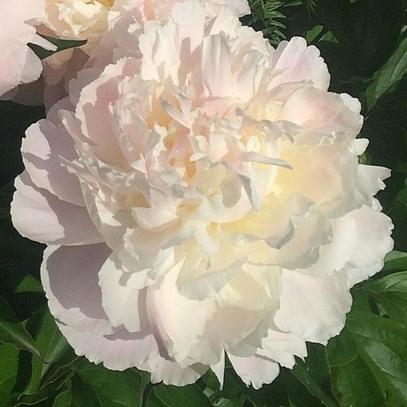 Пион молочноцветковый Ширли Темпл (Paeonia lactiflora 'Shirley Temple')