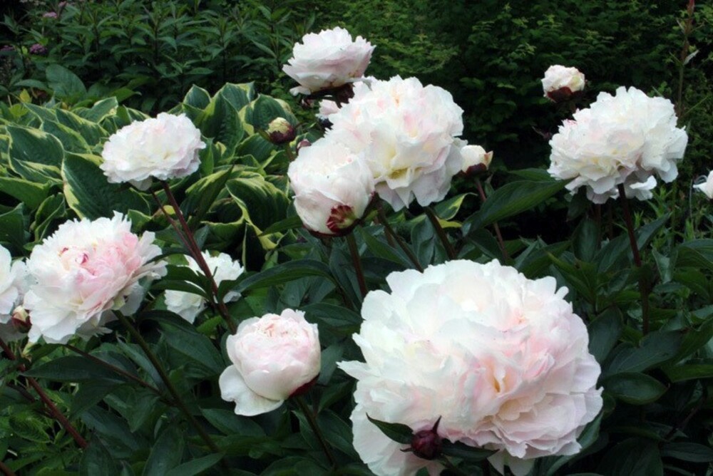 Пион молочноцветковый Ширли Темпл (Paeonia lactiflora 'Shirley Temple')