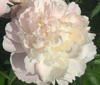 Пион молочноцветковый Ширли Темпл (Paeonia lactiflora 'Shirley Temple')
