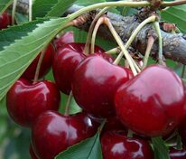 Вишня Гриот Московский (Prunus cerasus 'Griot Moskovskij')