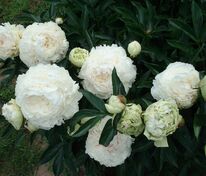 Пион молочноцветковый Соланж (Paeonia lactiflora 'Solange')