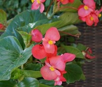 Бегония гибридная Викинг Роуз он Бронз (Begonia x hybrida 'Viking Rose on Bronze')