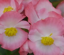 Бегония изящная Амбассадор Биколор (Begonia semperflorens 'Ambassador Bicolor')