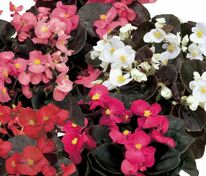 Бегония изящная Амбассадор Микс (Begonia semperflorens 'Ambassador Mix')
