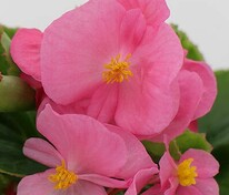 Бегония изящная "Ambassador Pink" (Амбассадор Пинк)