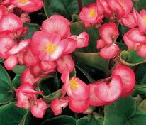 Бегония изящная Амбассадор Роуз (Begonia semperflorens 'Ambassador Rose')