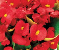 Бегония изящная Амбассадор Скарлет (Begonia semperflorens 'Ambassador Scarlet')