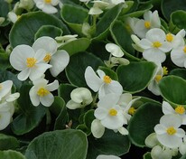 Бегония изящная Амбассадор Уайт (Begonia semperflorens 'Ambassador White')