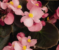 Бегония изящная Коктейль Бренди Пинк (Begonia semperflorens 'Cocktail Brandy Pink')