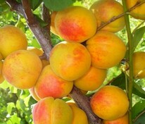Абрикос Воронежский румяный (Prunus armeniaca 'Voronezskiy rumyaniy')