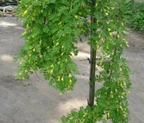Акация жёлтая Пендула (Caragana arborescens 'Pendula')