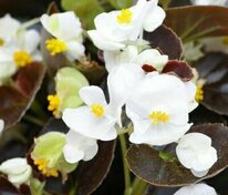 Бегония изящная Коктейль Виски Уайт (Begonia semperflorens 'Cocktail Whiskey White')