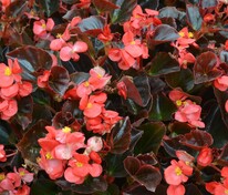 Бегония изящная Коктейль Водка Ред (Begonia semperflorens 'Cocktail Vodka Red')