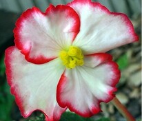 Бегония изящная Коктейль Ром Биколор (Begonia semperflorens 'Cocktail Rum Bicolor')