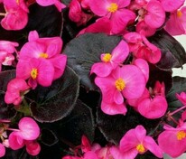 Бегония изящная Коктейль Текила Дип Роуз (Begonia semperflorens 'Cocktail Tequila Deep Rose')