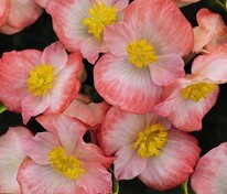 Бегония изящная Спринт Плюс Блаш Биколор (Begonia semperflorens 'Sprint Plus Blush Bicolor')