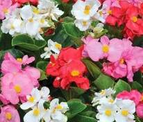 Бегония изящная Спринт Плюс Макси Микс (Begonia semperflorens 'Sprint Plus Maxi Mix')