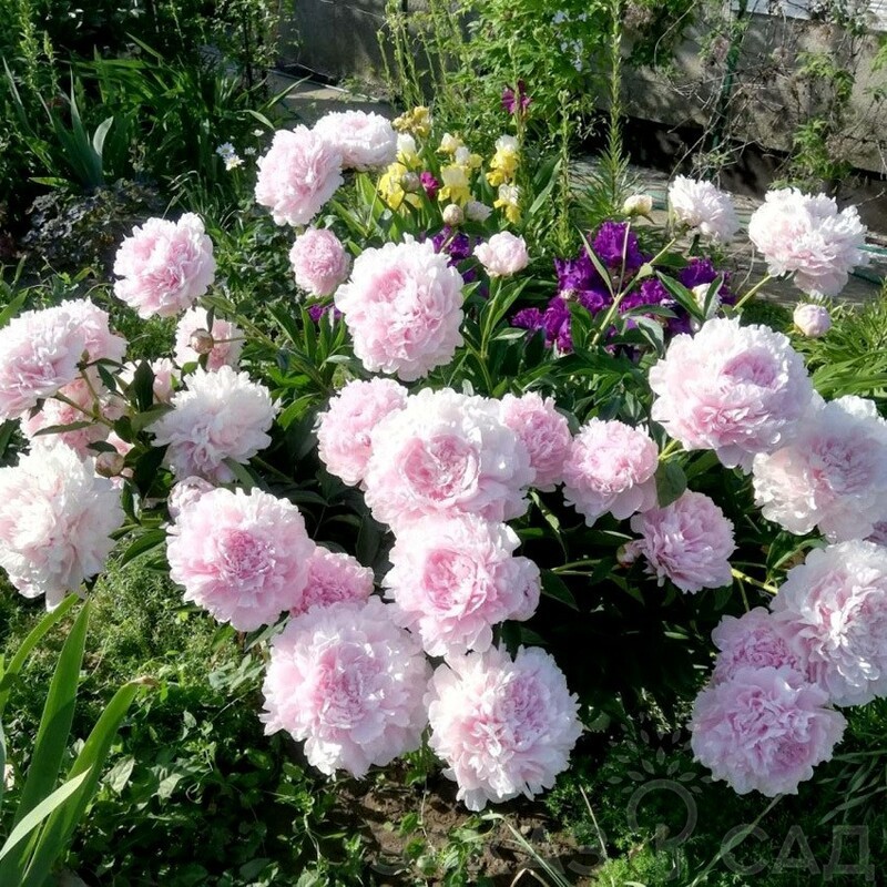 Пион травянистый Альберт Крусс (Paeonia 'Albert Crousse')