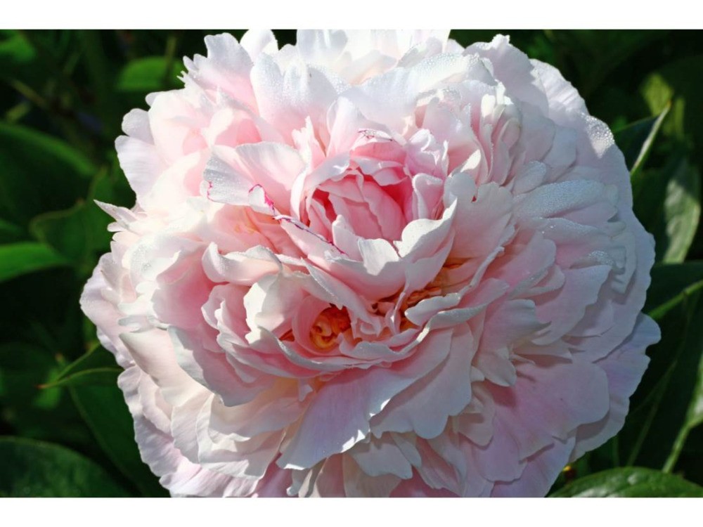 Пион травянистый Альберт Крусс (Paeonia 'Albert Crousse')