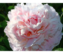 Пион травянистый Альберт Крусс (Paeonia 'Albert Crousse')